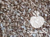 فروش بادام زمینی هندی در اصفهان در گروه بادام - درختی کوهی زمینی فروش عمده در یکمیوه -عکس1