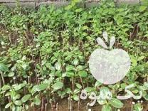 فروش شمشاد نعنا فلفلی گیاهان دارویی آویشن و رزماری و گل گاوزبان در بهشهر در گروه خرید فروش نهال - انواع گردو پسته بادام سلطانی انگور در یکمیوه -عکس1