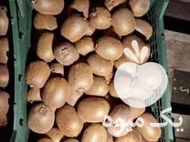 فروش کیوی درجه یک هایوارد در لیسار در گروه خرید فروش عمده کیوی - صادراتی مازندران تنکابن تالش در یکمیوه -عکس1