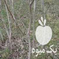 فروش نهال گردو دو ساله وسه ساله پایه ثابت بدون پیوست در خوی در گروه خرید فروش نهال - انواع گردو پسته بادام سلطانی انگور در یکمیوه