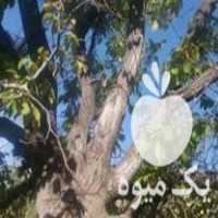 خرید انواع چوب سپیدار گردو چنار و بقیه درختان در زنجان در گروه خرید فروش عمده چوب- زغال چوب گردو تبریزی خام در یکمیوه