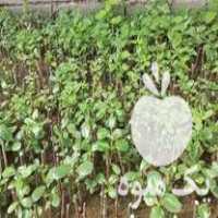 فروش شمشاد نعنا فلفلی گیاهان دارویی آویشن و رزماری و گل گاوزبان در بهشهر در گروه خرید فروش نهال - انواع گردو پسته بادام سلطانی انگور در یکمیوه