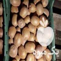 فروش کیوی درجه یک هایوارد در لیسار در گروه خرید فروش عمده کیوی - صادراتی مازندران تنکابن تالش در یکمیوه