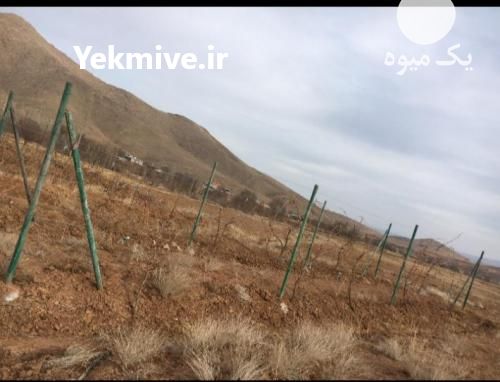 فروش پایه های کامپوزیتی برای داربستی کردن درخت انگور سیب در تهران در گروه خرید فروش عمده سیب - زرد و قرمز گلاب پاییزه در یکمیوه -عکس1