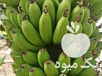 فروش نهال موز کاوندیش پاکوتاه در مازندران در گروه خرید فروش نهال - انواع گردو پسته بادام سلطانی انگور در یکمیوه -عکس1