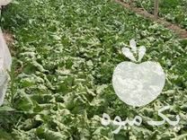 فروش 4000 هزار متر کاهو سالادی در پیشوا در گروه خرید فروش عمده کاهو - رسمی پیچ سالادی فرانسوی چینی قرمز در یکمیوه -عکس1