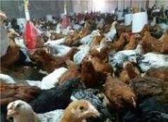 فروش نیمچه مرغ محلی 4 ماهه اصلاح شده گلپایگان در تهران در گروه مرغ و خروس و بوقلمون و اردک قو قاز در یکمیوه -عکس1