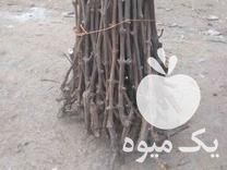 فروش قلمه و نهال انگورسیاه سردشت در ارومیه در گروه خرید فروش نهال - انواع گردو پسته بادام سلطانی انگور در یکمیوه -عکس1