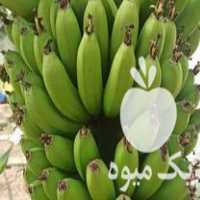 فروش نهال موز کاوندیش پاکوتاه در مازندران در گروه خرید فروش نهال - انواع گردو پسته بادام سلطانی انگور در یکمیوه