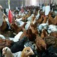 فروش نیمچه مرغ محلی 4 ماهه اصلاح شده گلپایگان در تهران در گروه مرغ و خروس و بوقلمون و اردک قو قاز در یکمیوه