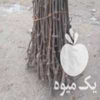 فروش قلمه و نهال انگورسیاه سردشت در ارومیه در گروه خرید فروش نهال - انواع گردو پسته بادام سلطانی انگور در یکمیوه