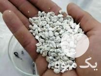 فروش بذر قارچ صدفی در مشهد در گروه خرید فروش بذر - انواع محصول کشاورزی گوجه کتان میوه درخت در یکمیوه -عکس1