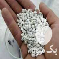 فروش بذر قارچ صدفی در مشهد در گروه خرید فروش بذر - انواع محصول کشاورزی گوجه کتان میوه درخت در یکمیوه