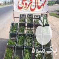 فروش نهال کلی جزئی جاده اق قلا کنار تالار دیدار در گرگان در گروه خرید فروش نهال - انواع گردو پسته بادام سلطانی انگور در یکمیوه