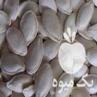 فروش بذرمرغوب در چالوس در گروه خرید فروش عمده آفتابگردان - تخمه خوی دیم گل در یکمیوه