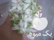 فروش بهار نارنج و عرق بهار نارنج تازه در علی آباد در گروه خرید فروش عمده نارنج - میوه شمال جنوب خرید و فروش عمده در یکمیوه -عکس1