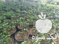 فروش 2800 گلدان نهال نارنج در امیرکلا در گروه خرید فروش نهال - انواع گردو پسته بادام سلطانی انگور در یکمیوه -عکس1