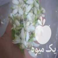 فروش بهار نارنج و عرق بهار نارنج تازه در علی آباد در گروه خرید فروش عمده نارنج - میوه شمال جنوب خرید و فروش عمده در یکمیوه