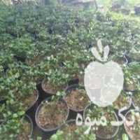 فروش 2800 گلدان نهال نارنج در امیرکلا در گروه خرید فروش نهال - انواع گردو پسته بادام سلطانی انگور در یکمیوه