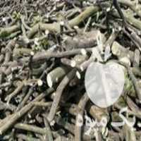 فروش چوب مرکبات بصورت عمده در قائم شهر در گروه خرید فروش عمده چوب- زغال چوب گردو تبریزی خام در یکمیوه