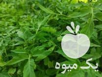 فروش نهال فلفل ، گوجه, بادمجان محلی توت فرنگی گاوزبان در کرمان  در گروه خرید فروش نهال - انواع گردو پسته بادام سلطانی انگور در یکمیوه -عکس1