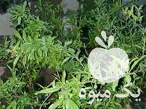 فروش نهال انار گلدانی در نکا در گروه خرید فروش نهال - انواع گردو پسته بادام سلطانی انگور در یکمیوه -عکس1