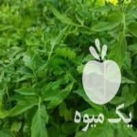 فروش نهال فلفل ، گوجه, بادمجان محلی توت فرنگی گاوزبان در کرمان  در گروه خرید فروش نهال - انواع گردو پسته بادام سلطانی انگور در یکمیوه