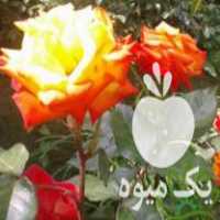 فروش گل و گیاه بسیار مرغوب ، زیبا و عالی برای باغ ، باغچه و حیاط در تهران در گروه خرید فروش عمده گیاهان زینتی - گرمسیری آپارتمانی باغچه آب در یکمیوه