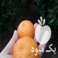فروش نهال نارنگی یافا پیوندی دو ساله در ساری در گروه خرید فروش نهال - انواع گردو پسته بادام سلطانی انگور در یکمیوه