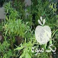 فروش نهال انار گلدانی در نکا در گروه خرید فروش نهال - انواع گردو پسته بادام سلطانی انگور در یکمیوه