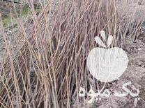 فروش ریشه گردو چندلر وریشه انگور سیاه سردشت در آذربایجان غربی در گروه گردو - کاغذی سنگی سوزنی خوشه ای توسرکان در یکمیوه -عکس1