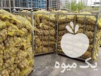 فروش سیب زمینی بذری آگریا در قوچان در گروه خرید فروش عمده سیب زمینی - زودرس دیررس آگریا اسپریت اردبیل همدان در یکمیوه -عکس1