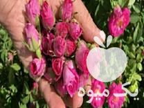 فروش گل محمدی کاشان رونده در پاکدشت در گروه خرید فروش عمده گیاهان زینتی - گرمسیری آپارتمانی باغچه آب در یکمیوه -عکس1