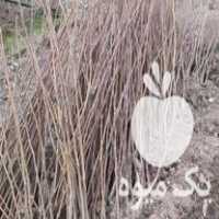 فروش ریشه گردو چندلر وریشه انگور سیاه سردشت در آذربایجان غربی