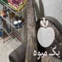 فروش یک تنه کامل چوب گردو و یک تکه چوب عناب خشک در تهران در گروه خرید فروش عمده چوب- زغال چوب گردو تبریزی خام در یکمیوه