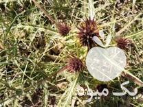 فروش خوراک دام  ، کنگر  ، علوفه ، پوست پسته اسیاب شده در کاشمر در گروه خوراک دام و طیور - پرواری شیری علوفه یونجه در یکمیوه -عکس1