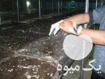 فروش کمپوست کشت قارچ دکمه ای در سمنان در گروه مشاوره خاک - اصلاح و بهبود کشت و محصول در یکمیوه -عکس1