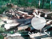 خرید انواع درخت اندازه و ضایعات در مهاباد در گروه خرید فروش عمده هلو - زعفرانی حاج کاظمی سفید هسته جدا در یکمیوه -عکس1