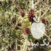 فروش خوراک دام  ، کنگر  ، علوفه ، پوست پسته اسیاب شده در کاشمر در گروه خوراک دام و طیور - پرواری شیری علوفه یونجه در یکمیوه