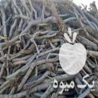 فروش چوب پسته برای زغال در کرمان  در گروه خرید فروش عمده چوب- زغال چوب گردو تبریزی خام در یکمیوه