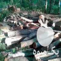 خرید انواع درخت اندازه و ضایعات در مهاباد در گروه خرید فروش عمده هلو - زعفرانی حاج کاظمی سفید هسته جدا در یکمیوه