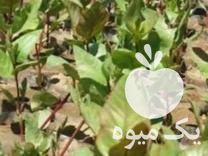 فروش انواع نهال پسته عباسی فندقی و   در سنخواست در گروه خرید فروش نهال - انواع گردو پسته بادام سلطانی انگور در یکمیوه -عکس1