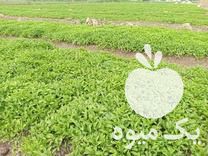 فروش انواع بوته های فلفل وبادمجان وگوجه در جویبار در گروه خرید فروش عمده فلفل - دلمه سبز رنگی پاریریکا هالوپینو کاین در یکمیوه -عکس1