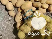 فروش بذر سیب زمینی در اصفهان در گروه خرید فروش عمده سیب زمینی - زودرس دیررس آگریا اسپریت اردبیل همدان در یکمیوه -عکس1