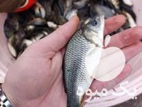 فروش بچه ماهی کپور سایز درشت وزن 200 تا 500گرم در رضوانشهر در گروه ماهی کپور - ماهیان معمولی علف خوار پرورشی خرید و فروش در یکمیوه -عکس1