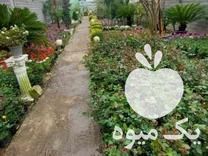 فروش گل کاج نهال سیاه ریشه در ساری در گروه خرید فروش نهال - انواع گردو پسته بادام سلطانی انگور در یکمیوه -عکس1