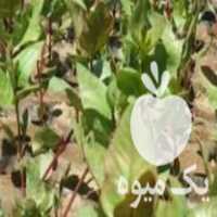 فروش انواع نهال پسته عباسی فندقی و   در سنخواست در گروه خرید فروش نهال - انواع گردو پسته بادام سلطانی انگور در یکمیوه