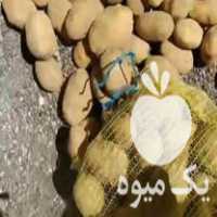 فروش بذر سیب زمینی در اصفهان در گروه خرید فروش عمده سیب زمینی - زودرس دیررس آگریا اسپریت اردبیل همدان در یکمیوه