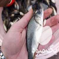 فروش بچه ماهی کپور سایز درشت وزن 200 تا 500گرم در رضوانشهر در گروه ماهی کپور - ماهیان معمولی علف خوار پرورشی خرید و فروش در یکمیوه