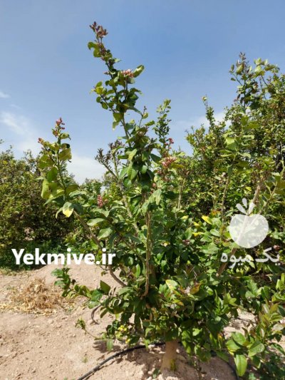 فروش لیمو خشک در جهرم در فارس در گروه خرید فروش عمده لیمو ترش - شیرازی باریج سنگی در یکمیوه